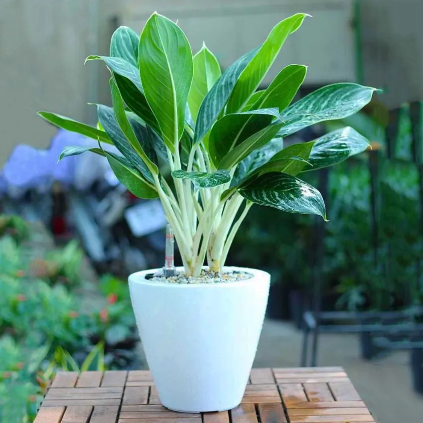 Cây Bạch Mã Hoàng Tử mang vẻ xanh thanh lịch cho không gian nội thất