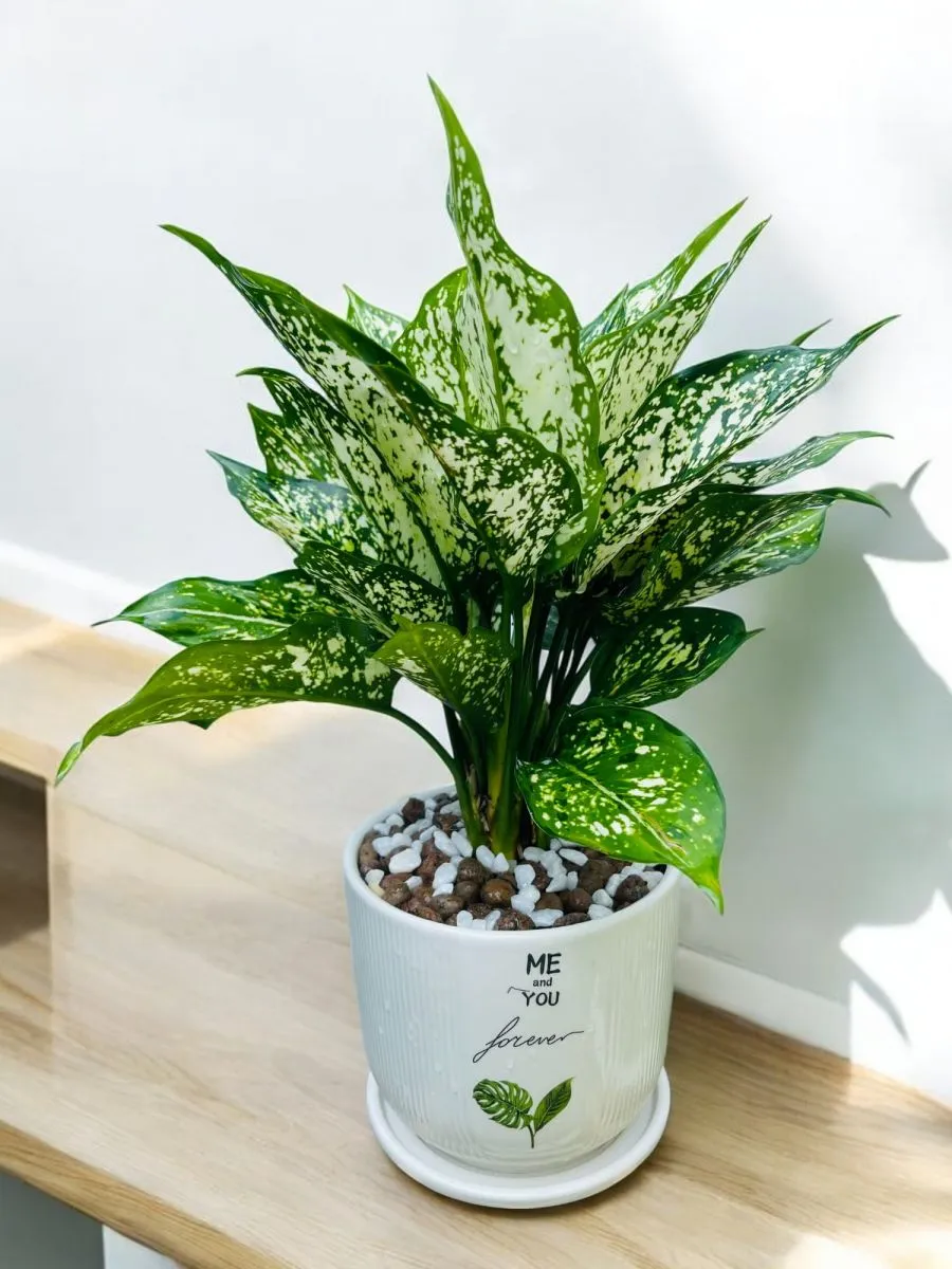 Cây Ngọc Ngân với lá xanh pha trắng nổi bật cho góc nhỏ trong nhà