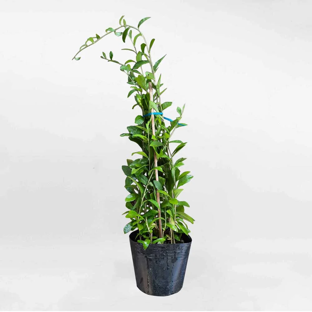 Cây Cúc Tần Ấn Độ