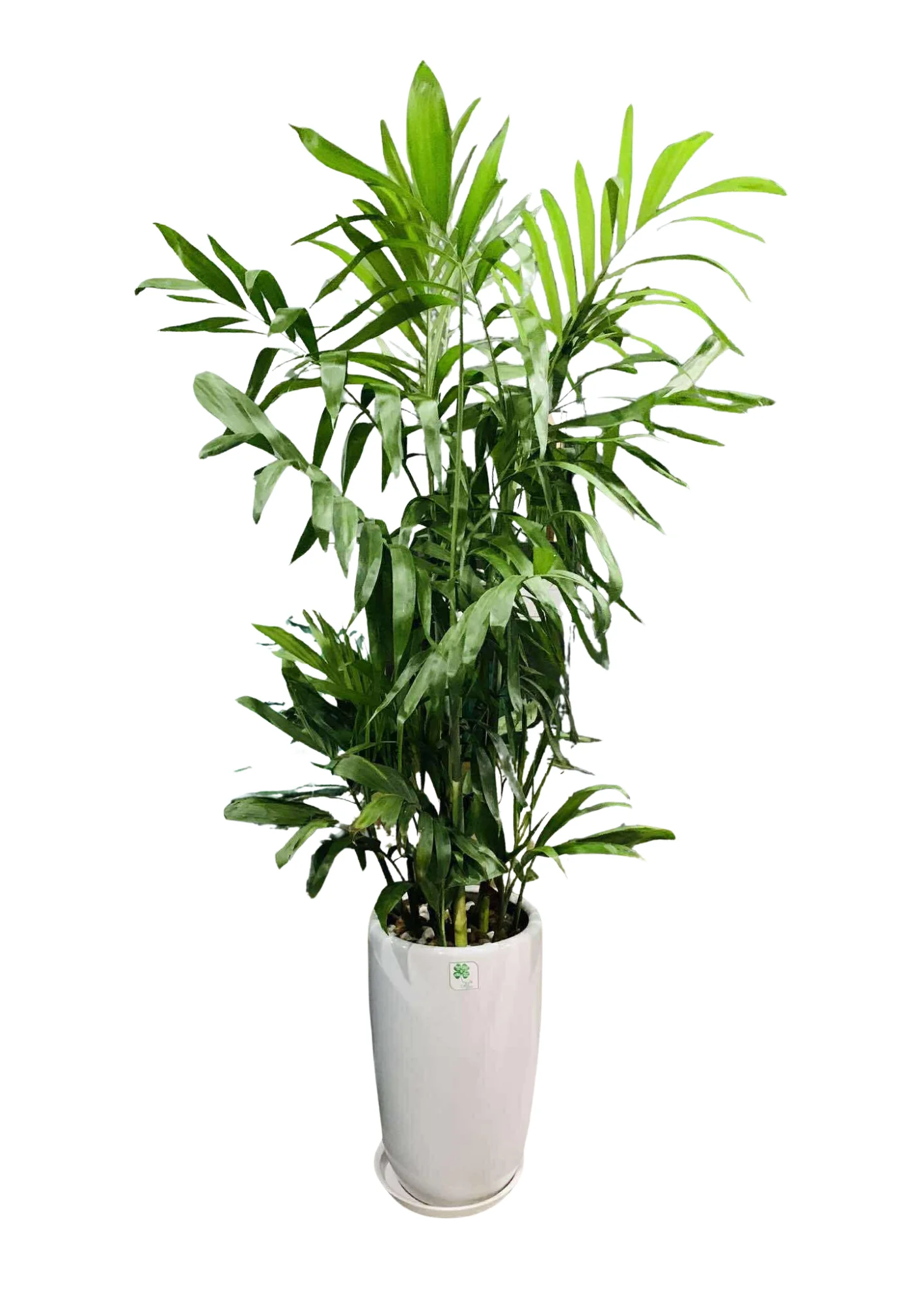 Cây Trúc Hawaii