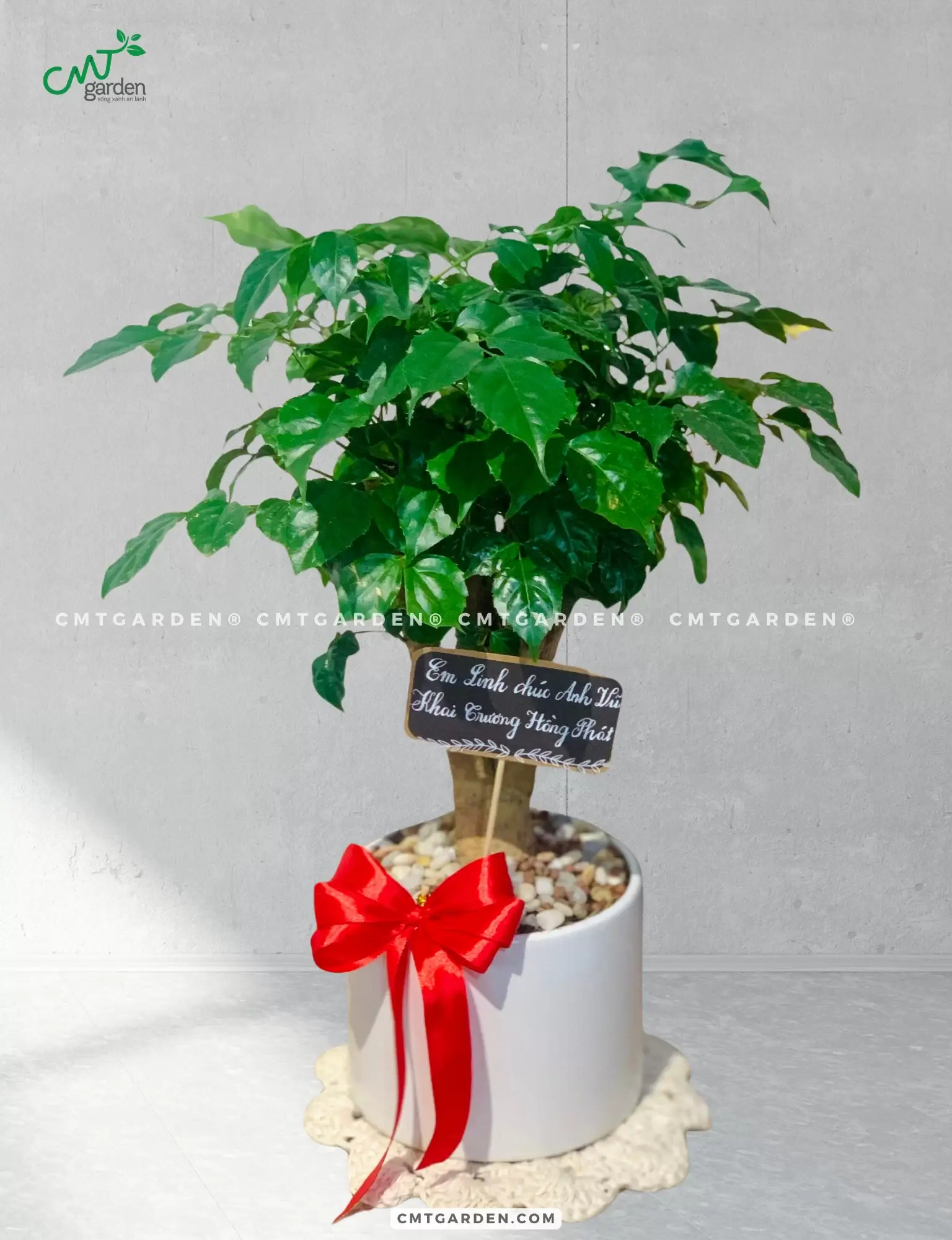 Cây Hạnh Phúc Để Bàn