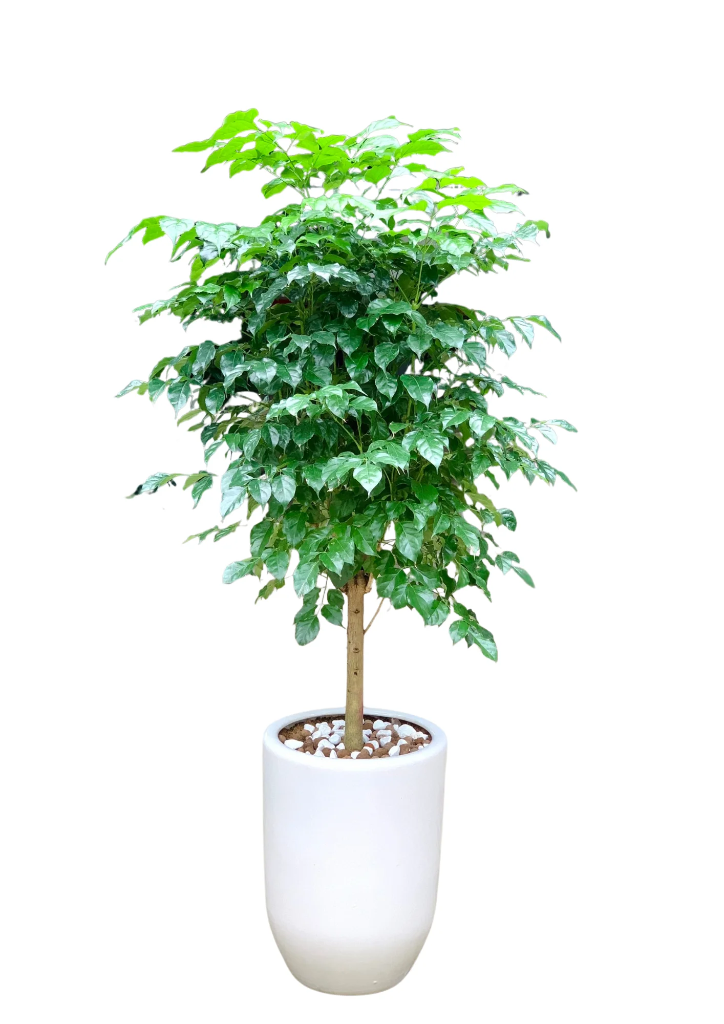Cây Hạnh Phúc Thân Tree