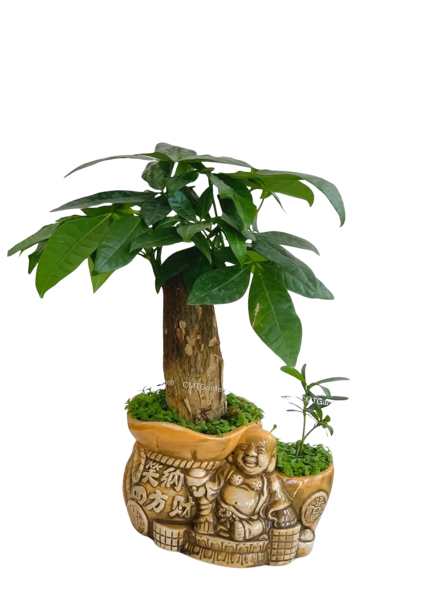 Cây Kim Ngân Ông Địa