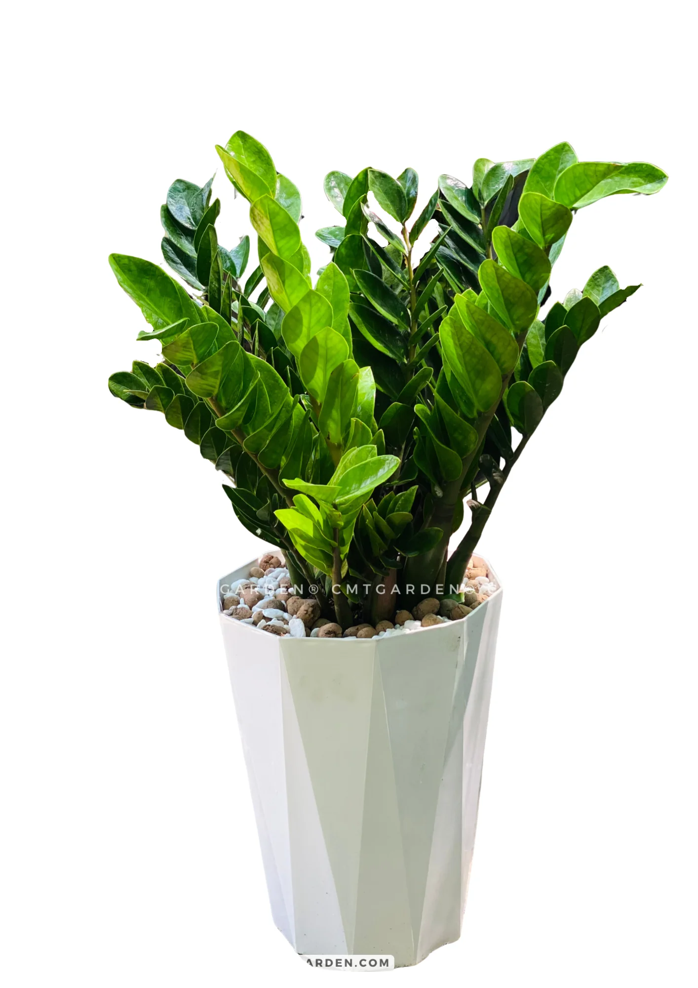 Cây Kim Tiền Chậu Nhựa Cao Cấp