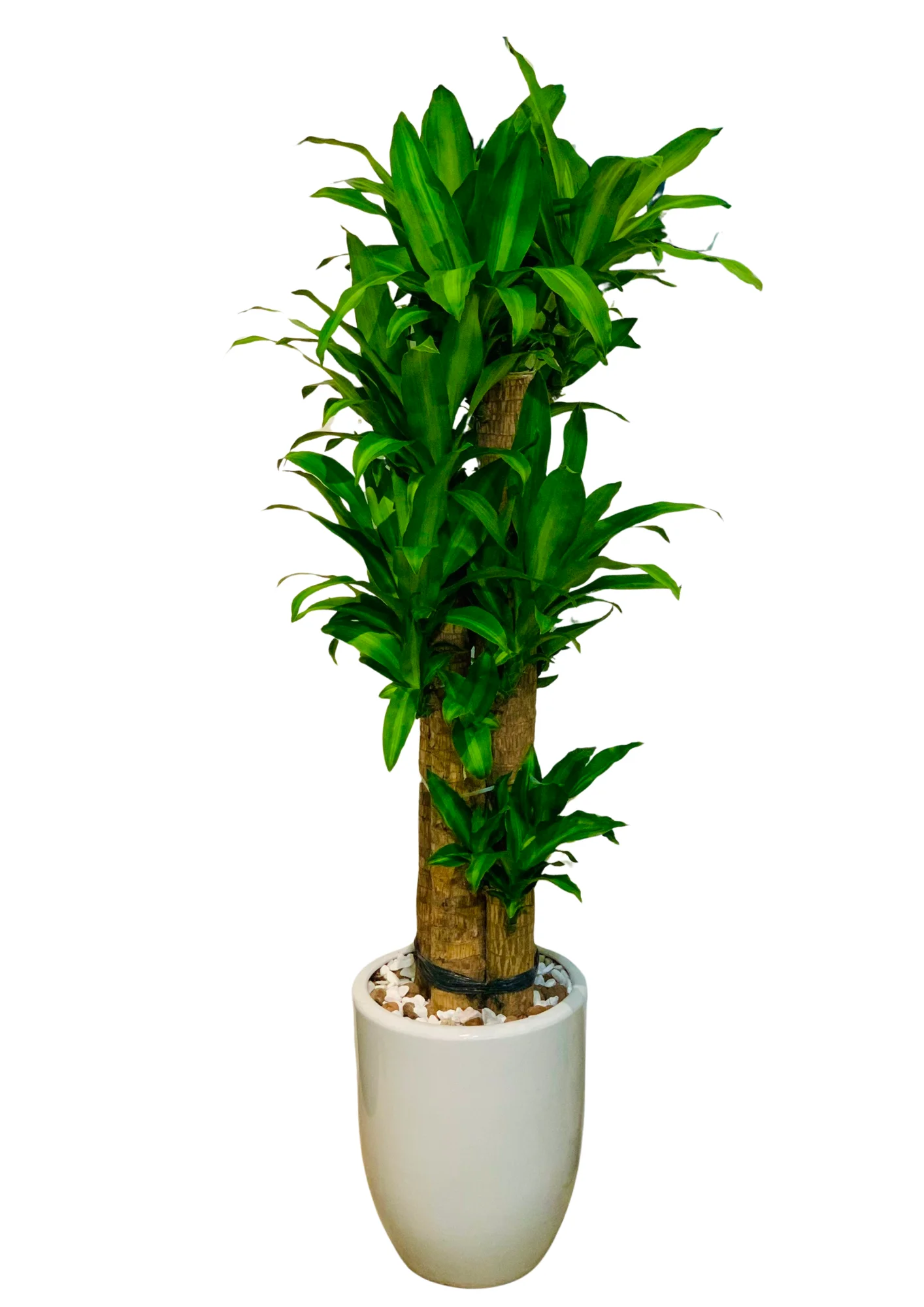 Cây Thiết Mộc Lan Chậu Sứ