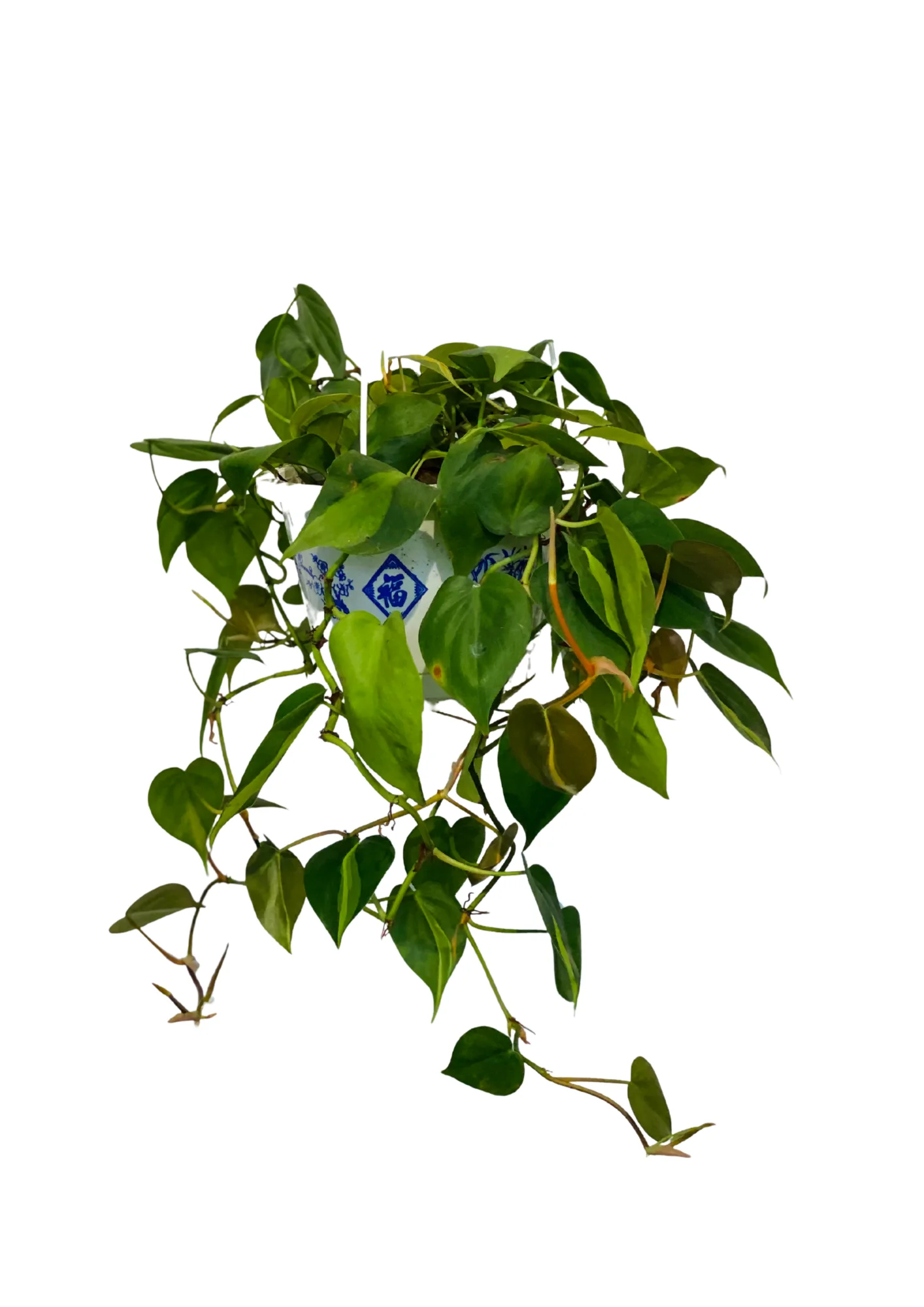 Cây Trầu Bà Brazil