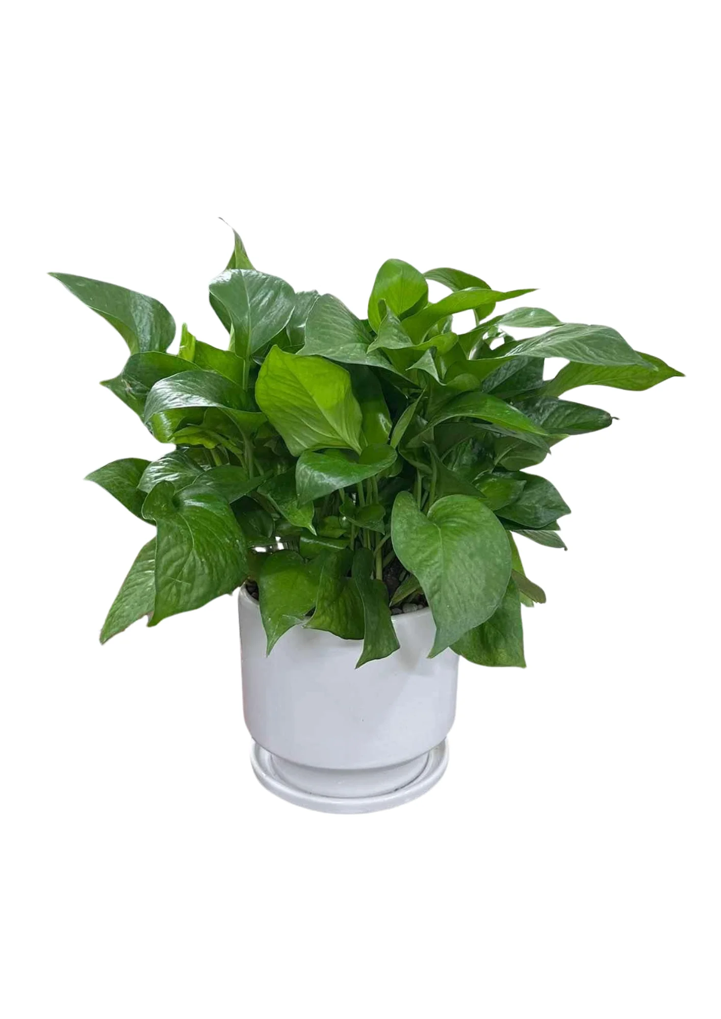 Cây Trầu Bà Đất