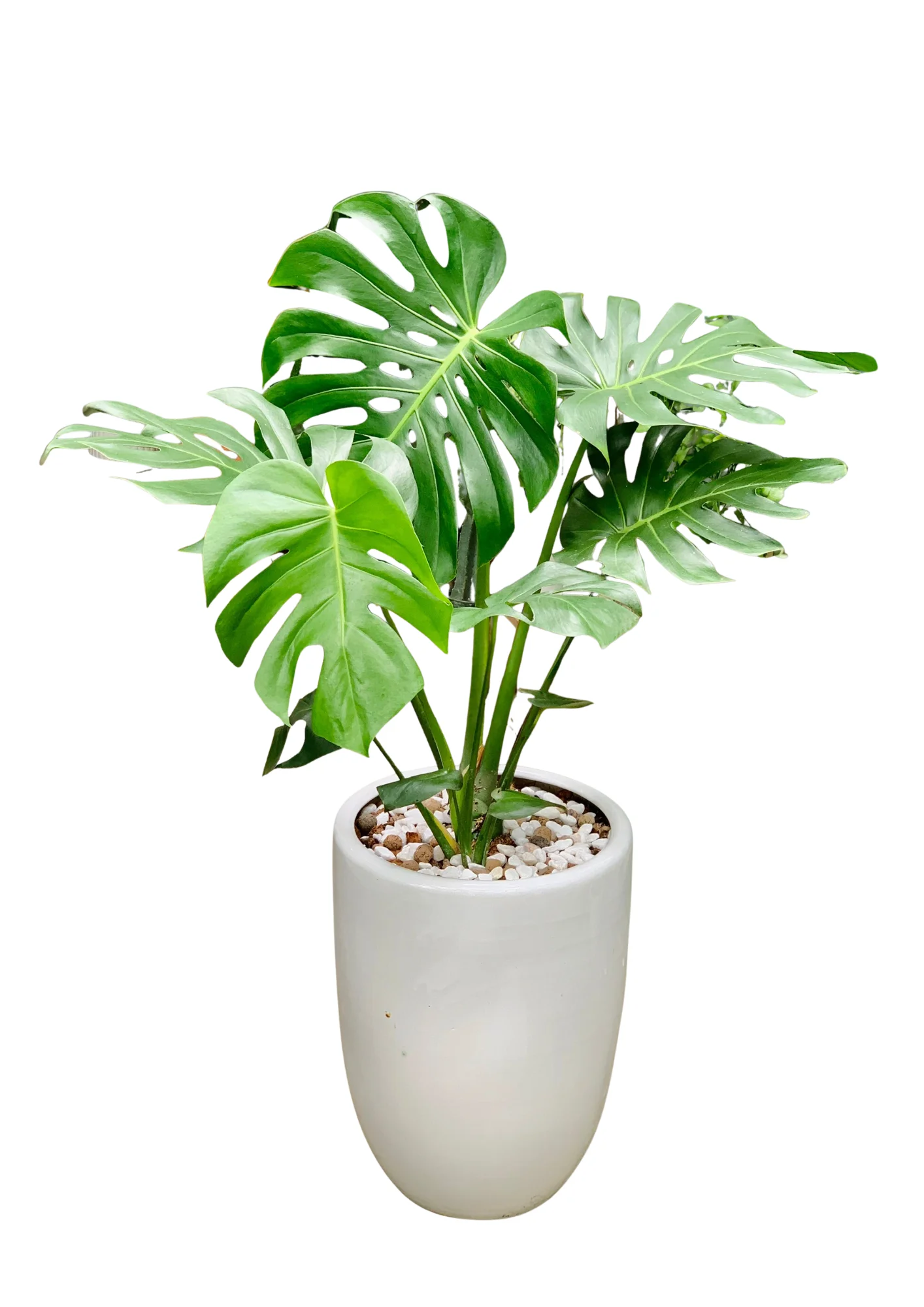 Monstera Deliciosa Chau Su Trung 2