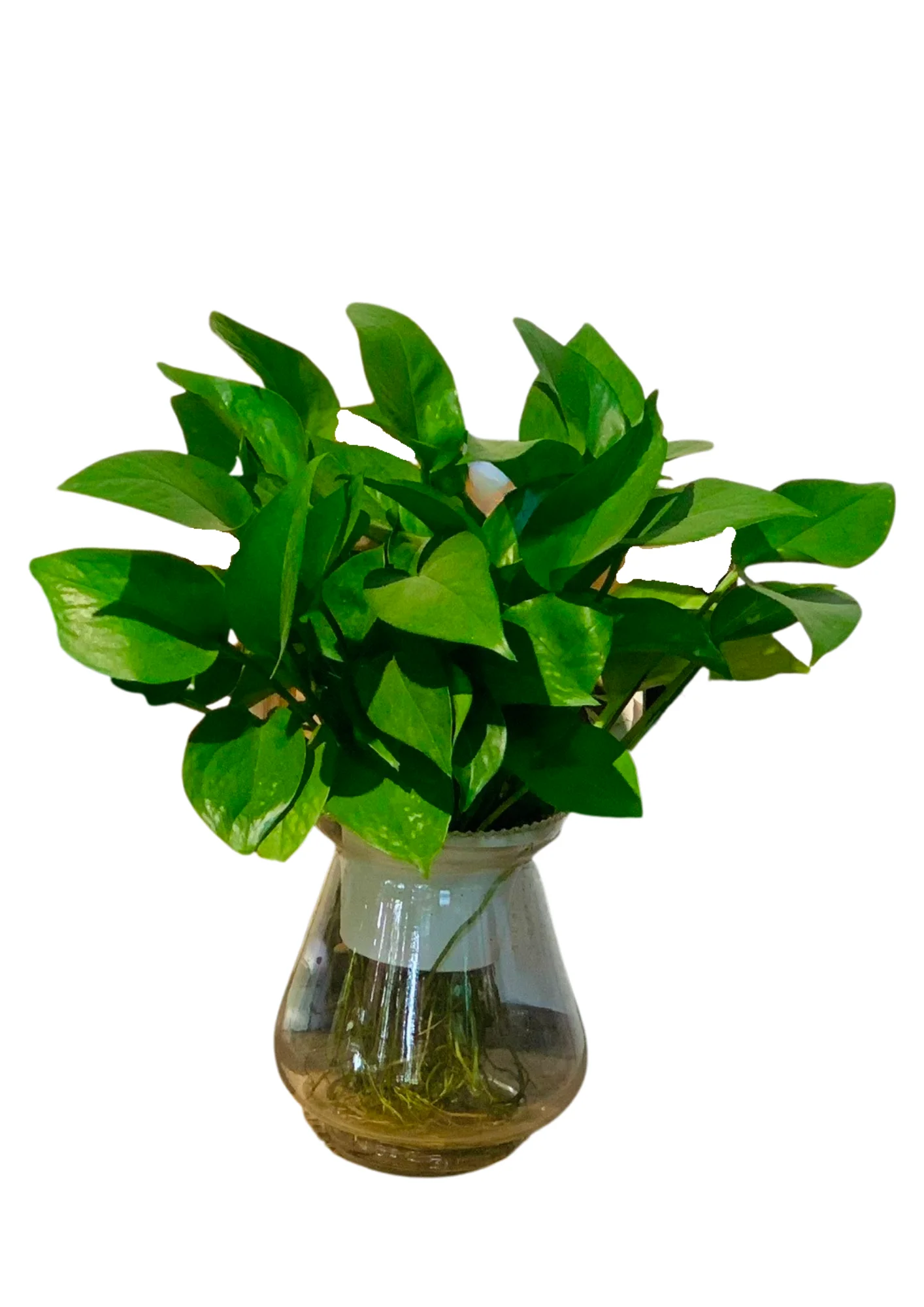 Cây Trầu Bà Thuỷ Sinh