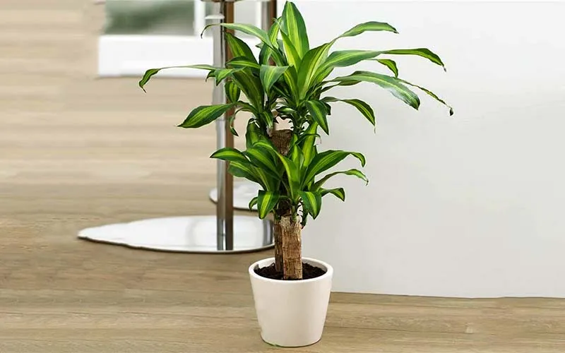 Cây Thiết Mộc Lan – lựa chọn xanh cho phòng khách và không gian nội thất