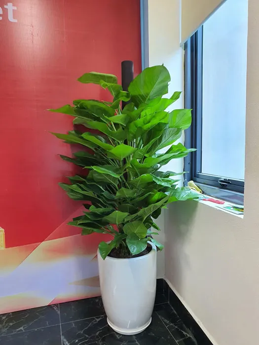 Cây Trầu Bà Trụ xanh tốt, phù hợp bố trí tại các góc trong nhà
